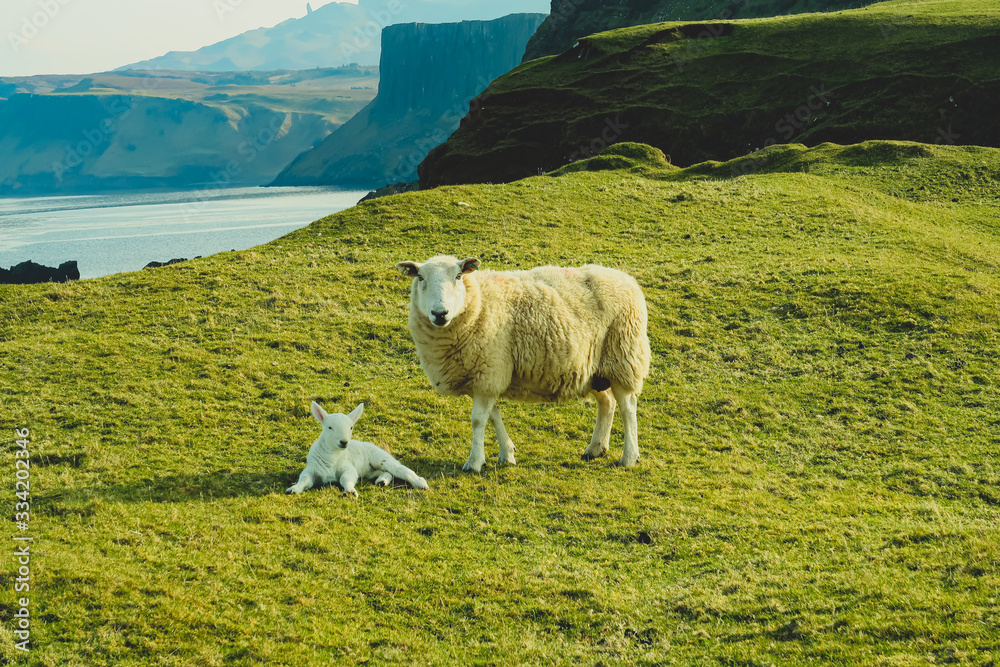 Naklejka premium A flock of Scottish Blackface sheep, Ewes on a single track road at west coast of the Isle of Skye. Scotland UK. Typical Scottish Island scene. Horizontal, Landscape