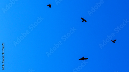 Flocks of birds silhouette on a classic blue sky background. Space for text. Business concept.