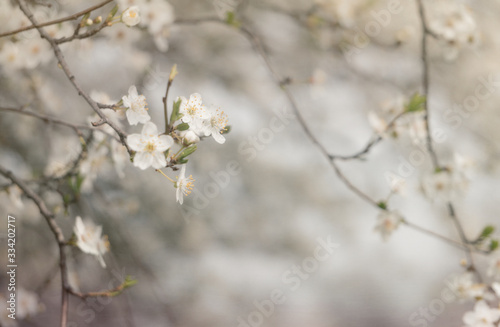 White tender apricot tree flowers in spring orchard
