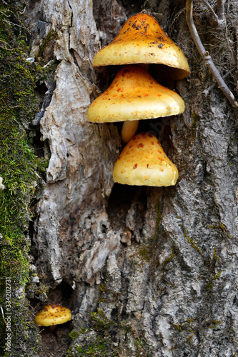 Mushroom Family of Four