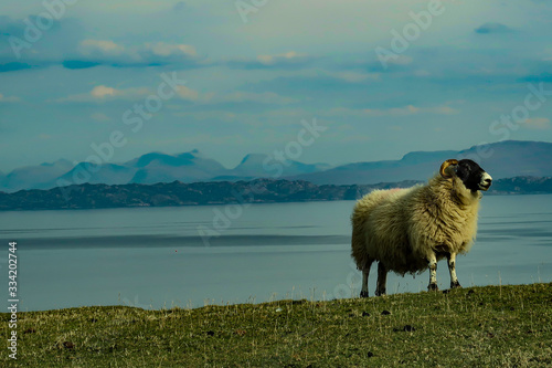 A flock of Scottish Blackface sheep, Ewes on a single track road at west coast of the Isle of Skye. Scotland UK. Typical Scottish Island scene. Horizontal, Landscape