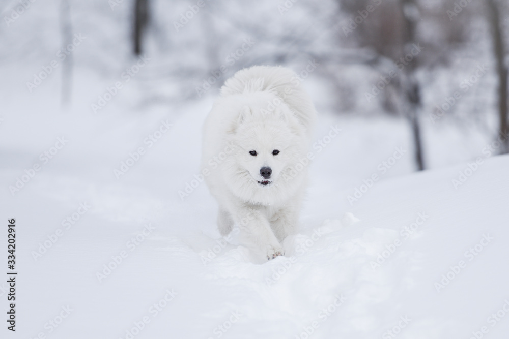 Samoyed in snow Samoyed in snow