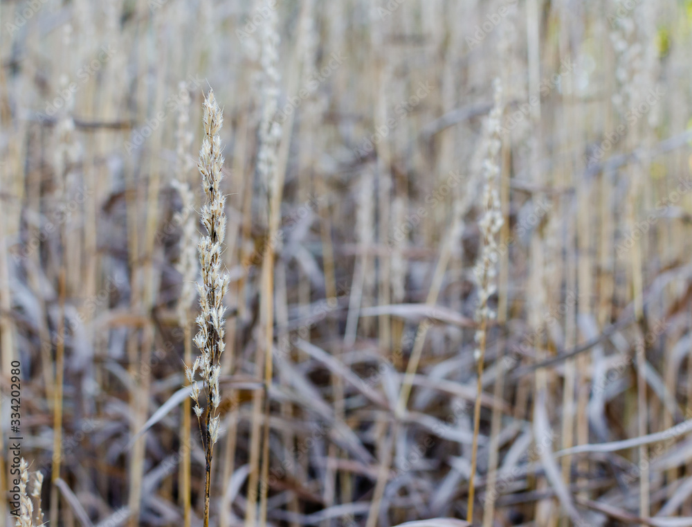 Spodiopogon sibiricus in autumn in a botany in Poland. High dry grass autumn background. Spodiopogon sibiricus in autumn in a botany in Poland. High dry grass autumn background.