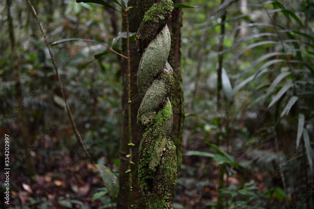 unusual trees and rubble of the jungle of the Amazon unusual trees and rubble of the jungle of the Amazon