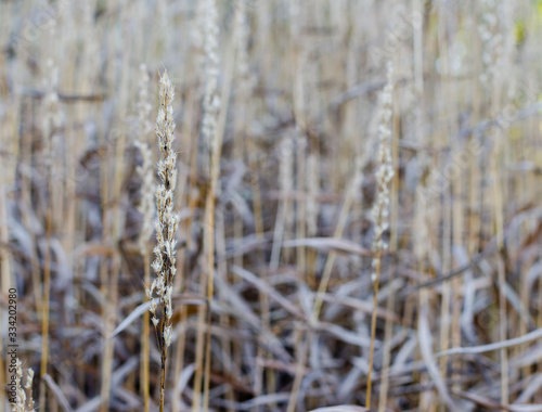 Spodiopogon sibiricus in autumn in a botany in Poland. High dry grass autumn background. © I_love_life