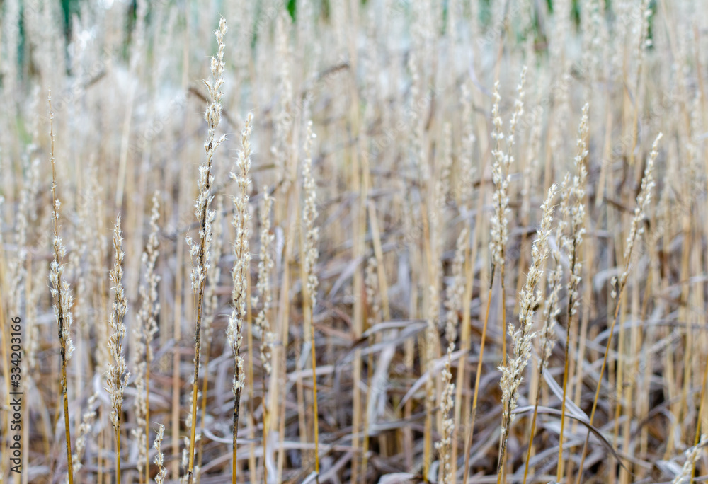 Spodiopogon sibiricus in autumn in a botany in Poland. Tall dry grass autumn background. Spodiopogon sibiricus in autumn in a botany in Poland. Tall dry grass autumn background.