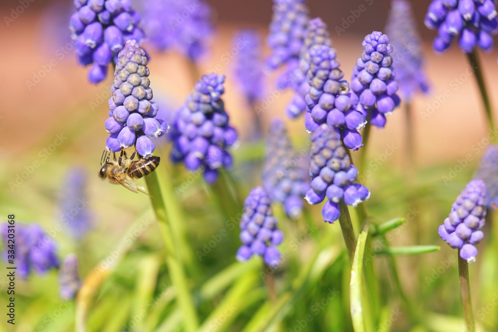 bee collects pollen from grape hyacinth flowers bee collects pollen from grape hyacinth flowers