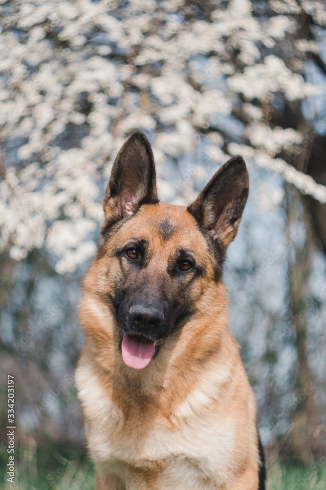 a German shepherd sits and smiles in the sun in the garden