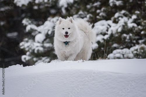 Samoyed in snow © Andrew