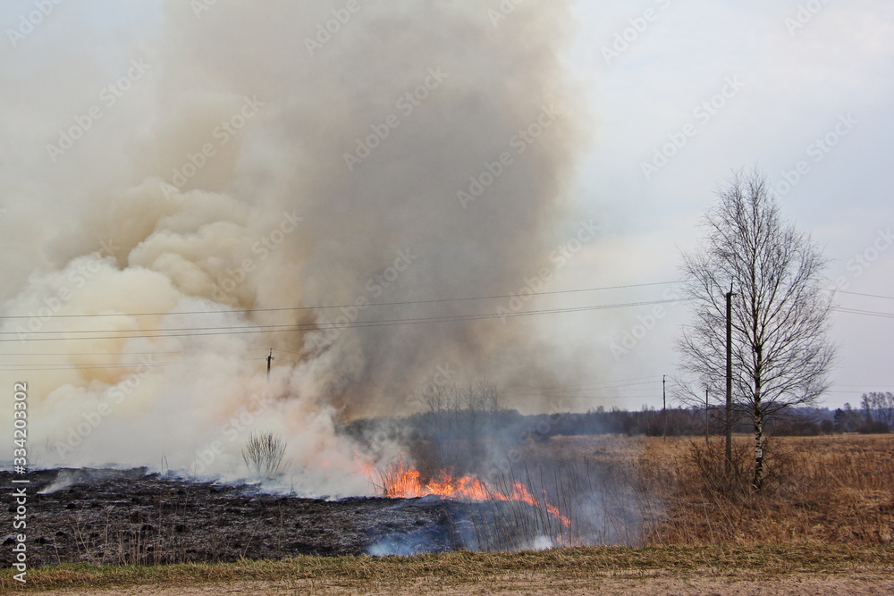 Burning field grass on spring day, fire, cloud of smoke and dry tree - careless handling of fire