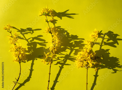 Forsythia yellow flowers on yellow background with shadows. © SveM