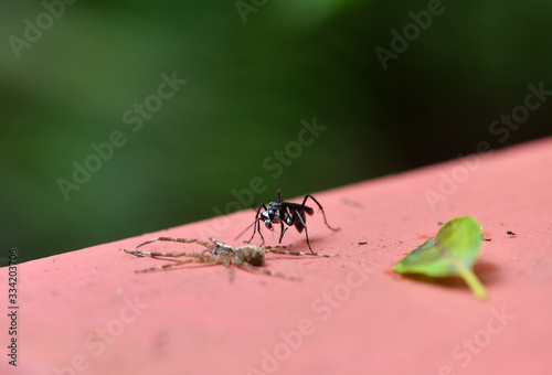 tropical black wasp attacked a spider