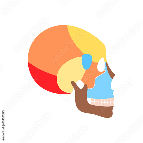 Human skull anatomy. 