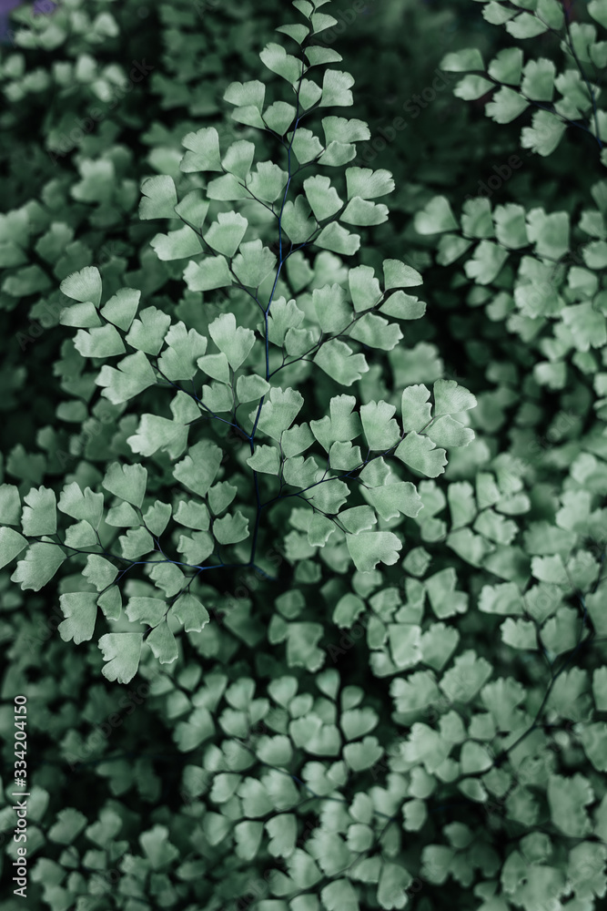 Forest flora, plants and flowers Forest flora, plants and flowers
