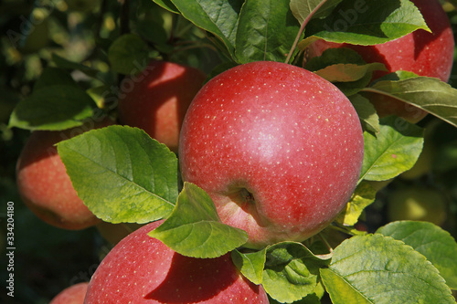 Pommes rouges	 photo