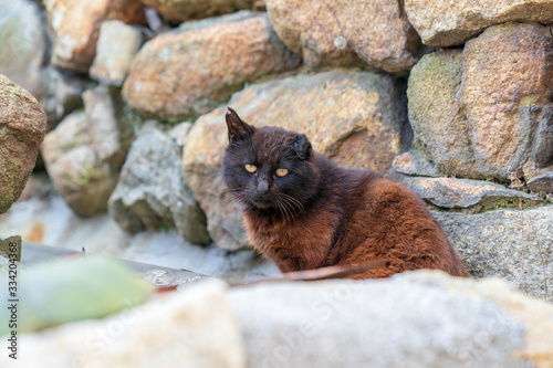 真鍋島の猫