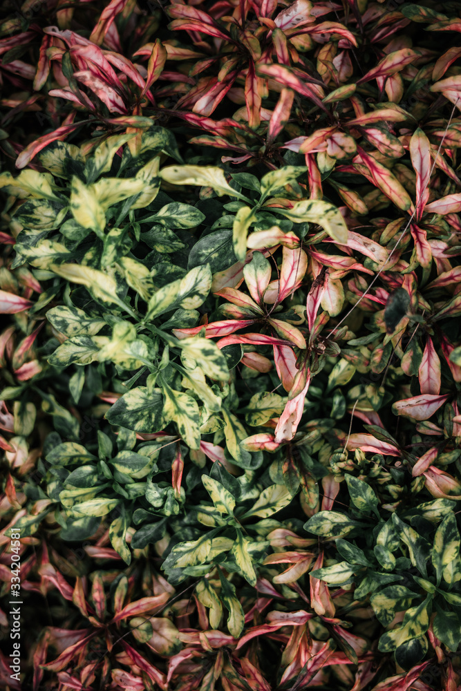 Fototapeta premium Forest flora, plants and flowers