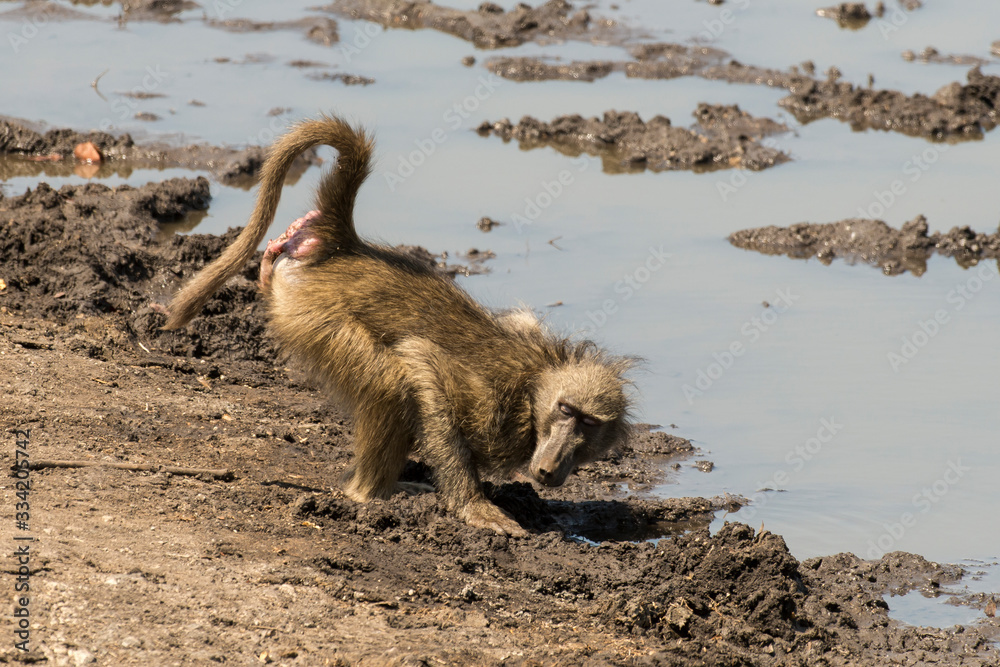 Fototapeta premium Babouin chacma, Papio ursinus , chacma baboon, Parc national Kruger, Afrique du Sud