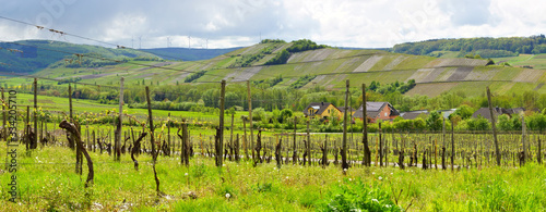 austreibende Reben in einem Weinberg im Veldenzer Tal an der Mosel Panorama