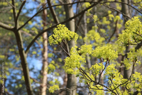 Spring flowering trees