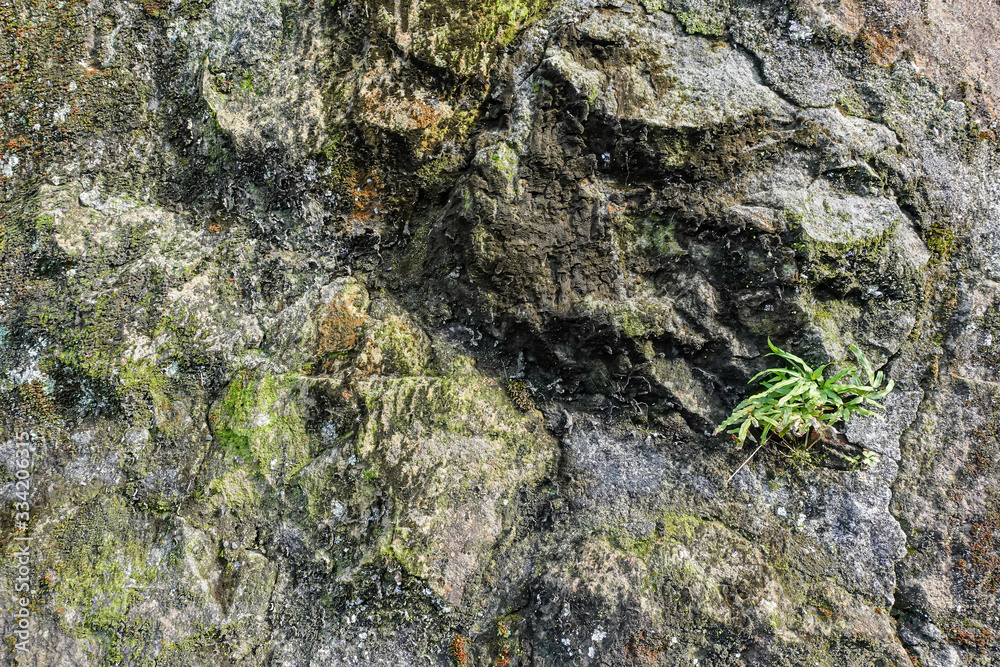 Green moss on stone texture and background