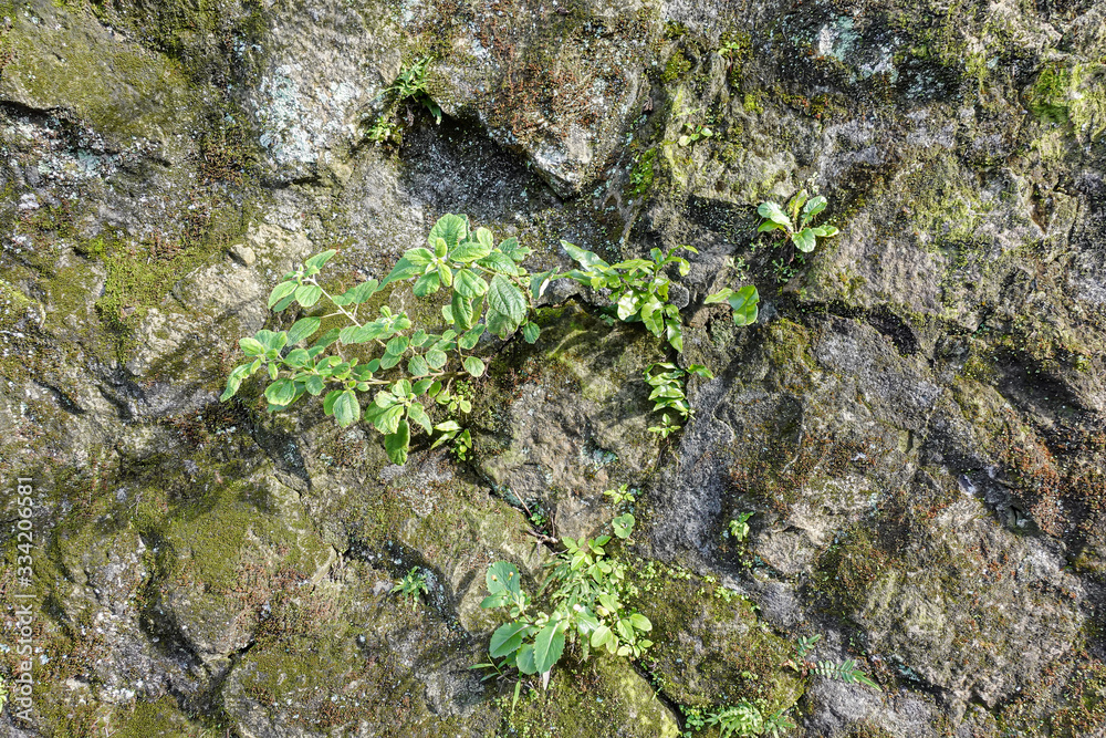 Obraz premium Green moss on stone texture and background