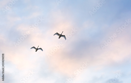 Swans fly through the evening sky