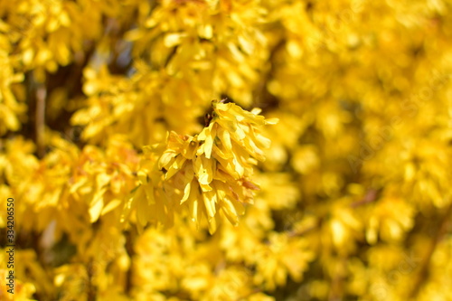 Gelbe Forsythie in der Nahaufnahme