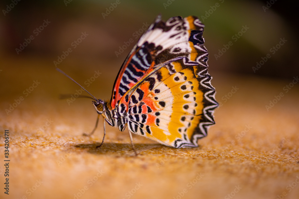 Obraz premium Resting Butterfly