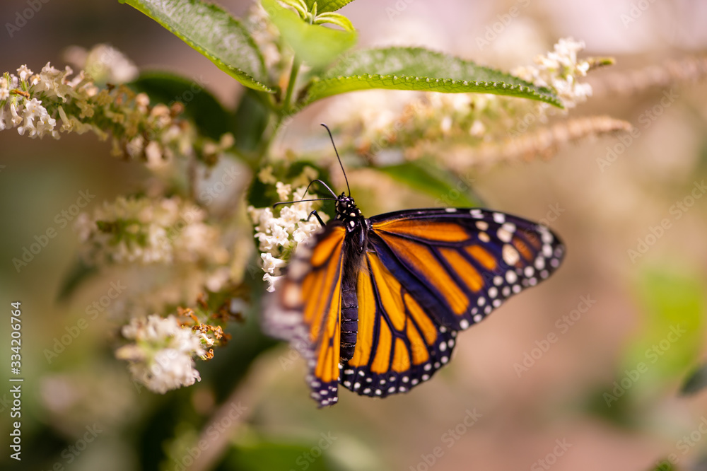 Fototapeta premium Monarch