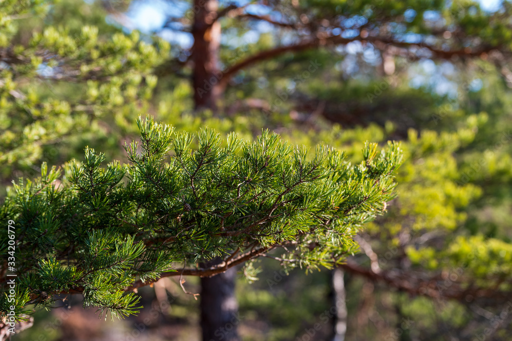 Fototapeta premium Spruce branches