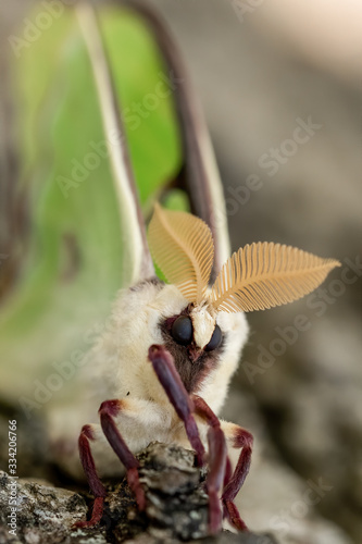 Fototapeta Naklejka Na Ścianę i Meble -  Luna moth winged imago in transition