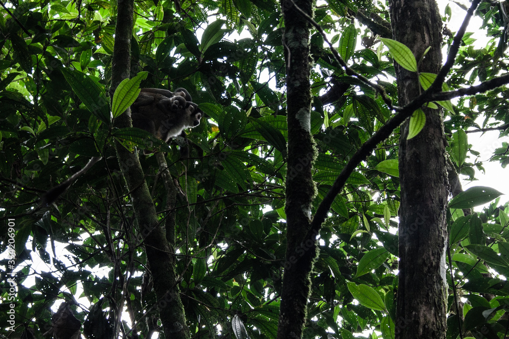 General shot of a Chinese monkey standing on a tree branch on a background covered with foliage General shot of a Chinese monkey standing on a tree branch on a background covered with foliage