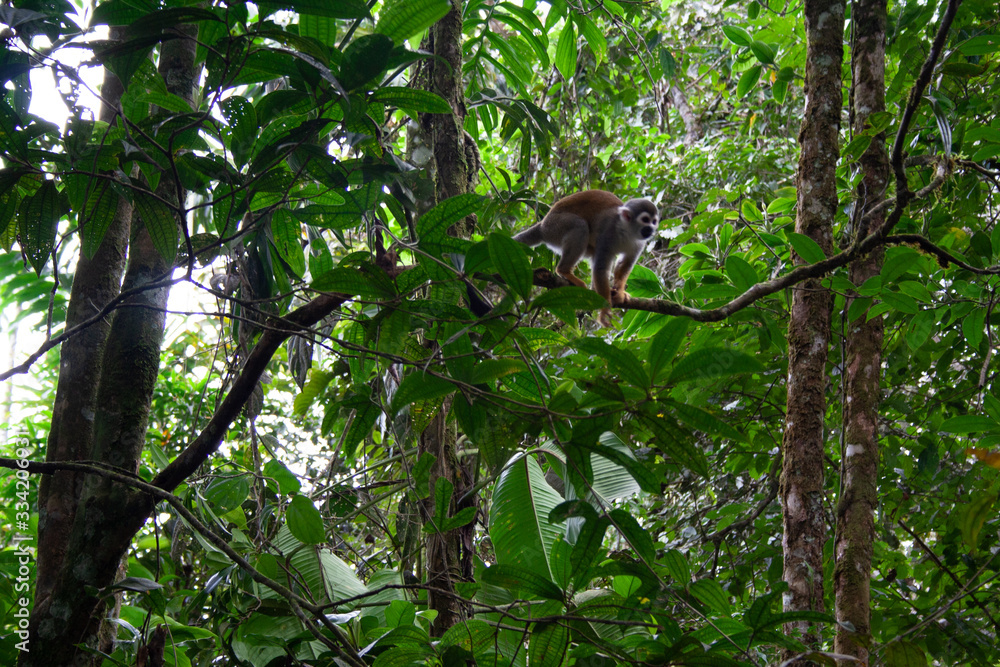 General shot of a Chinese monkey standing on a tree branch on a background covered with foliage General shot of a Chinese monkey standing on a tree branch on a background covered with foliage
