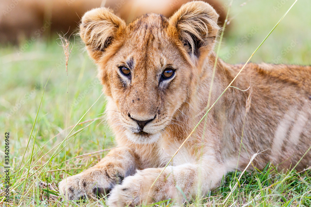 Obraz premium Cute lion cub