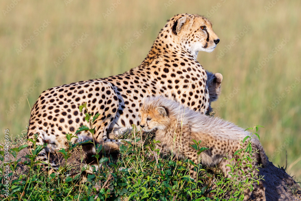 Fototapeta premium Playful cheetah cubs with their mother