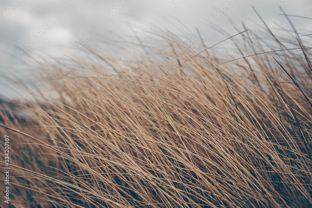 reed in winter on a beach in denmark