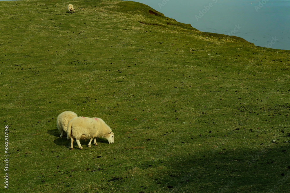 Fototapeta premium A flock of Scottish Blackface sheep, Ewes on a single track road at west coast of the Isle of Skye. Scotland UK. Typical Scottish Island scene. Horizontal, Landscape