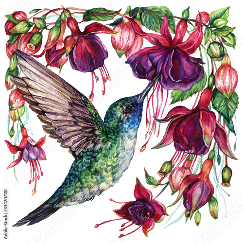 Watercolor Fuchsia and Hummingbird Composition