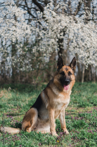 a German shepherd sits and smiles in the sun in the garden © Ekaterina