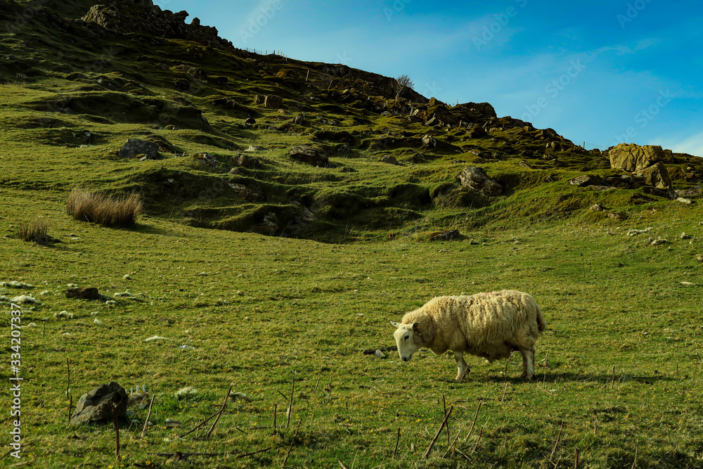 Fototapeta premium A flock of Scottish Blackface sheep, Ewes on a single track road at west coast of the Isle of Skye. Scotland UK. Typical Scottish Island scene. Horizontal, Landscape