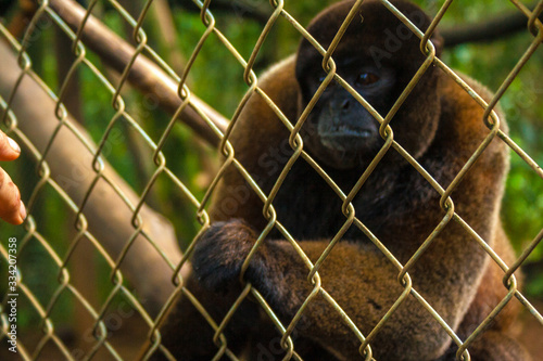 Monkey in a cage