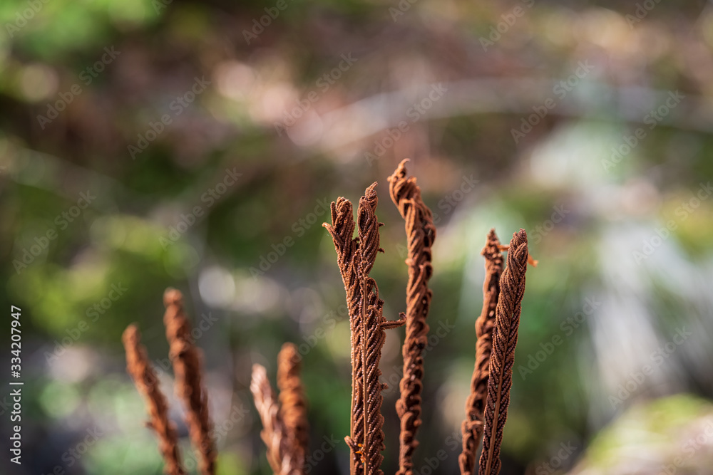 Naklejka premium wood plants forest stream