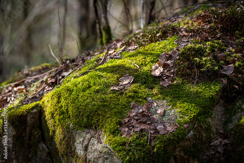 leaves moss rock