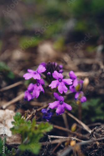 purple flower 3