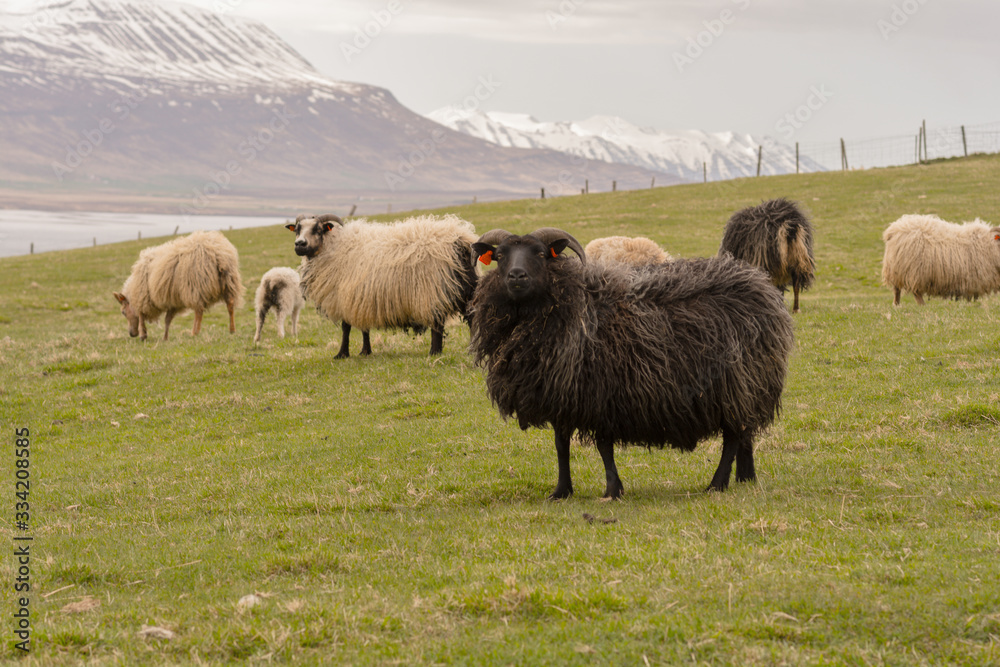 Large herd of sheeps in the evening, Iceland