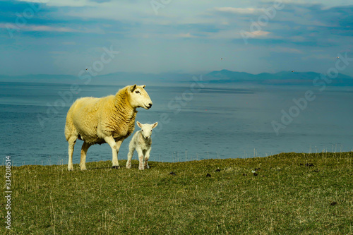 A flock of Scottish Blackface sheep  Ewes on a single track road at west coast of the Isle of Skye. Scotland UK. Typical Scottish Island scene. Horizontal  Landscape