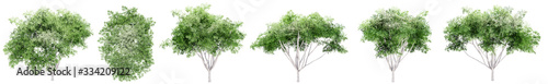 Set or collection of green ficus trees isolated on white background. Concept or conceptual 3d illustration for nature  ecology and conservation  strength and endurance  force and life