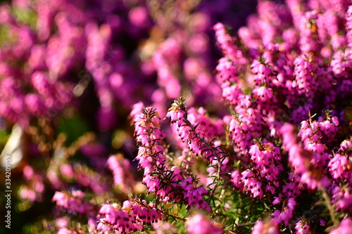 Violette Pinke Blumen im Garten