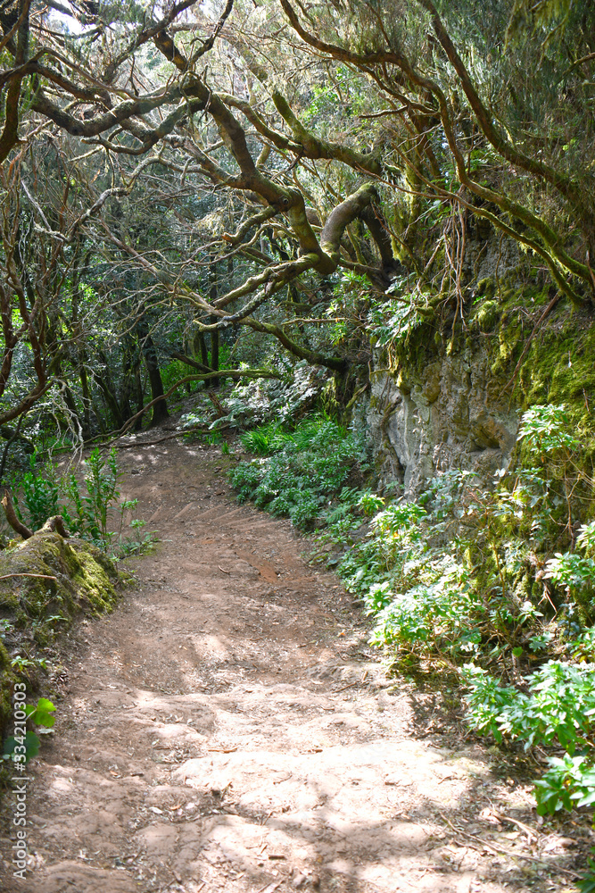ile de tenerife, chemin de l'Anaga ile de tenerife, chemin de l'Anaga